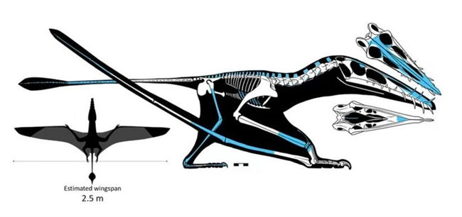 Pterosaur Bones