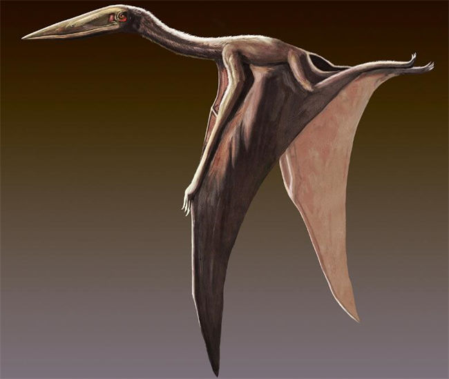 Pterosaur Wings Structure