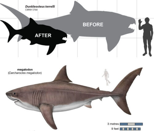 Prehistoric Battle: Dunkleosteus VS Megalodon - Xdinosaurs