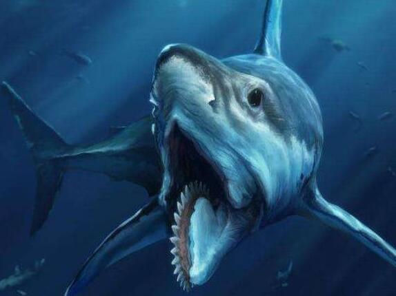 Helicoprion