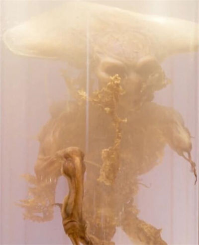 Alien Specimen