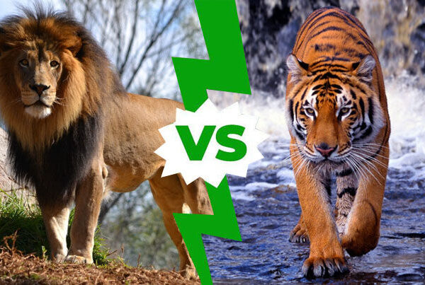 Lion Vs Tiger