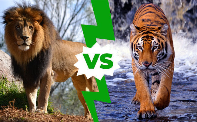 Lion Vs Tiger