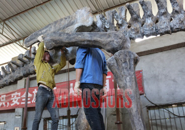 Installing Dinosaur Fossil