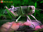 Animatronic Locust Model