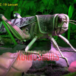 Animatronic Locust Model