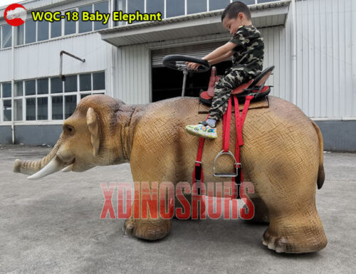 Walking Baby Elephant Ride